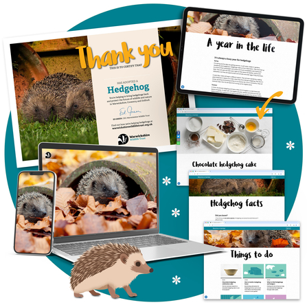 Warwickshire WT digital hedgehog adoption pack items - a fact sheet, recipe and other hedgehog information resources