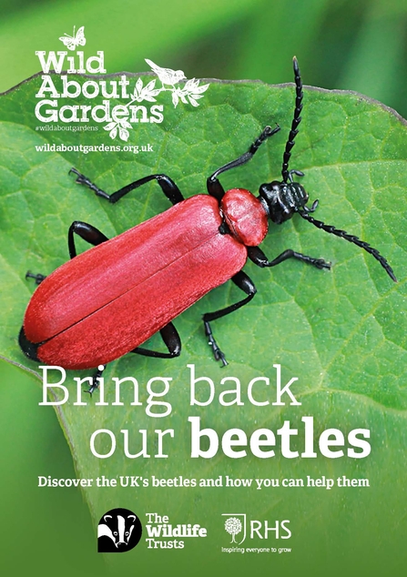 The cover of a Wild About Gardens bring back our beetles booklet, showing a red-headed cardinal beetle on a leaf