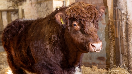 A side shot of Casanova, a Luing Bull on the Rothbury Estate, stood in a barn with hay seen in the background. He is s large bull with dark brown colouring.