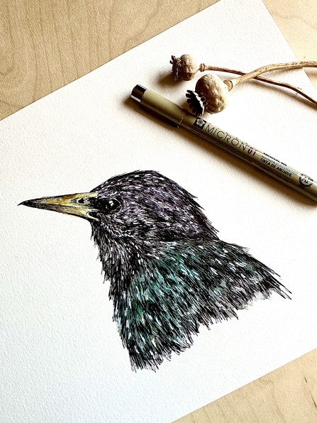 A fine line drawing of an irridescent starling on a piece of paper