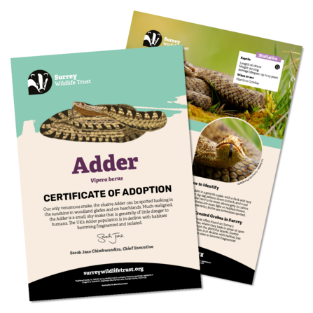Information materials included in an adder adoption pack