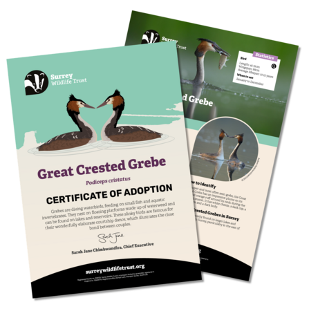 Information materials included in a great crested grebe adoption pack