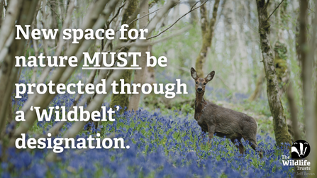 Roe deer in a woodland surrounded by bluebells, with text saying that the new planing and infrastructure bill needs to protect nature through wildbelt designation