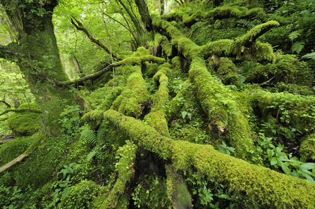 A forest floor covered in fallen logs and trees, which are covered in moss