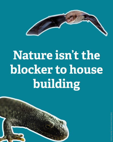 Cut outs of a great crested newt and a flying bat on a teal background. Text read Nature isn't the blocker to house building