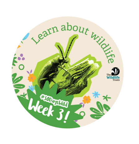 30 Days Wild Week Three Badge Learn about Wildlife
