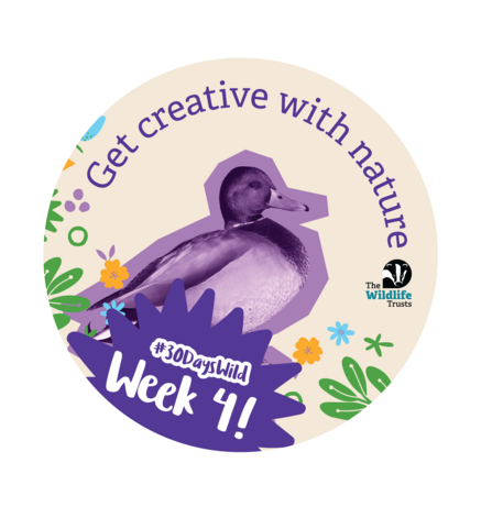 30 Days Wild Week Four Badge KidS - Get creative with nature, a photo of a mallard coloured in purple