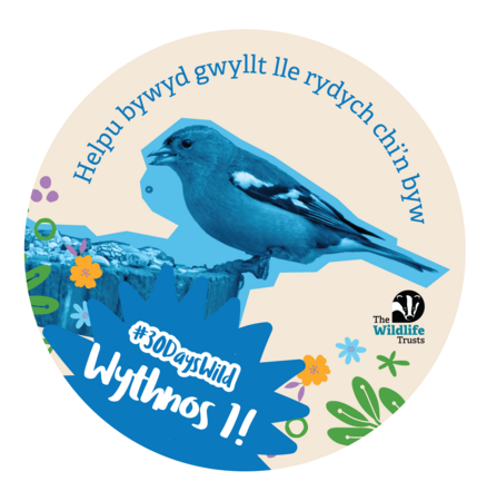 A photo of a jay coloured in blue above the words #30DaysWild Wythnos 1!
