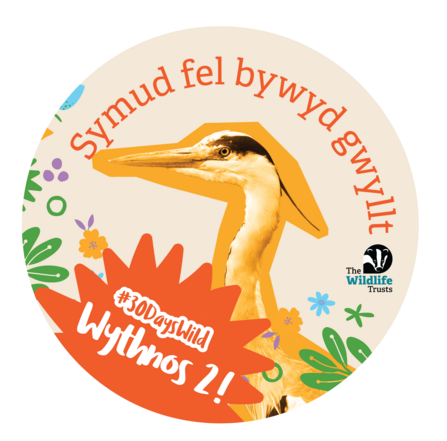 Symud fel bywyd gwyllt Wythnos 2! #30DaysWild