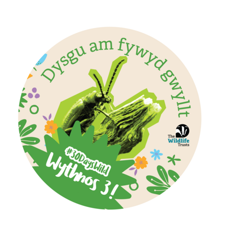 30 Days Wild Week 3 Badge Dysgu am fywyd gwyllt