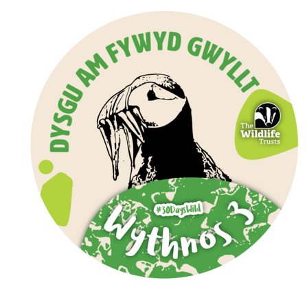 30 Days Wild Week 3 Badge Dysgu Am Fywyd Gwyllt