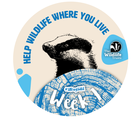 Week one badge for 30 days wild, shows a black and white sketch of a badger with the words "Help Wildlife Where You Live" and #30DaysWild