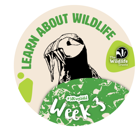 30 Days Wild Week 3 Badge Learn about wildlife - a black and white sketch of a puffin holding some fish