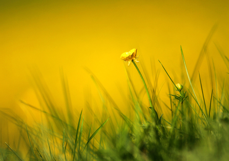 A bright yellow buttercup reaching up from long grass, against a soft yellow background