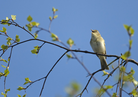 A willow warbler singing from a branch, fresh green leaves emerging around it, against a bright blue sky