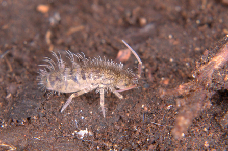 A hairy springtail, stood on soil. Like its name suggests, there is visible hair on its body. 
