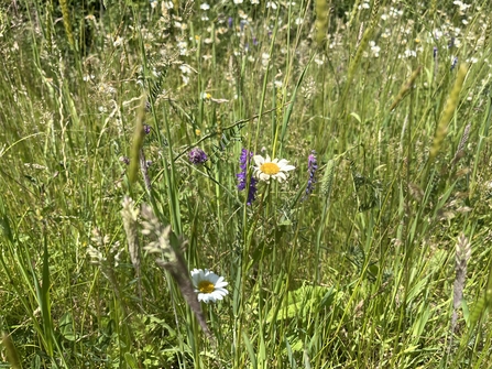 A close up of a wildflower meadow, featuring oxeye daisy