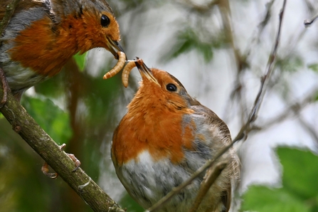 Two robins beak to beak on a branch, each with a mealworm in their beak