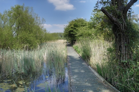 wooden boardwalk passing through a sunny reed bed