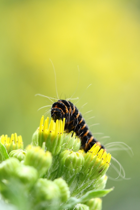 A front view of a cinnabar moth caterpillar - which is black with orange stripes, with wispy long white hairs visible - climbing over the top of ragwort flowers