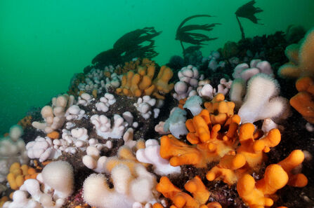 A soft coral called dead-man's fingers seen below kelp. It is a soft coral with thick, finger-like lobes and a fuzzy surface, resembling pale human fingers underwater. It is creamy white to orange-y yellow in colour
