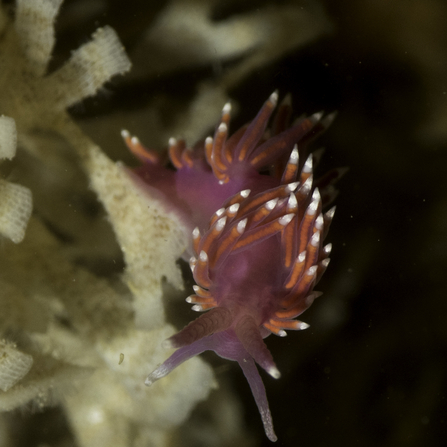 Nudibranch ©Julie Hatcher