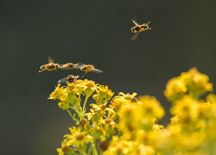 A hoverfly can be seen perched on ragwort, with four other hoverflies hovering nearby, looking for a perch.