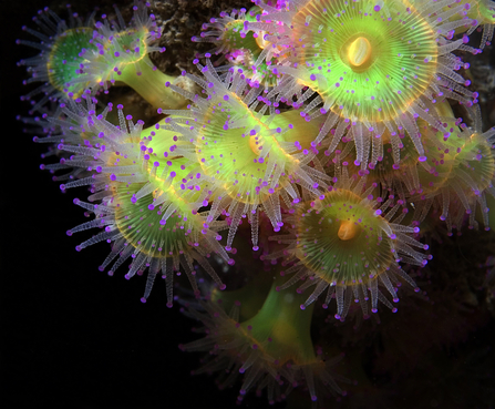 Beautiful fluorescent jewel anemones in the sea. They have a lime green centre disc, with a yellow edge, with purple tentacles extending out. There are eight of these anemones clustered together