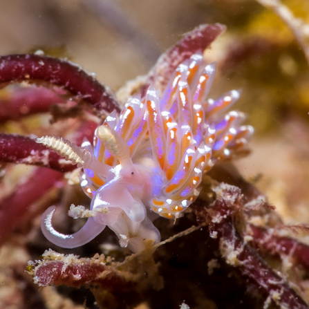 Vibrant Nudibranch © Dan Bolt