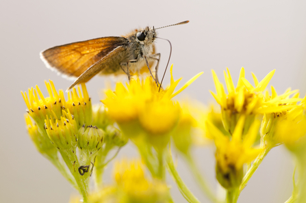 A small skipper butterfly - with bright orange-brown wings held with forewings angled above hind wings - perched on a ragwort flower. Its proboscis can be seen as it feeds on a flower 