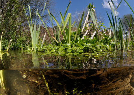 Split level view of the River Itchen with aquatic plants showing: Watercress and yellow iris. The sky is blue over the river