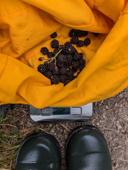 A handful of blackberries in a yellow cloth bag, on a set of digital scales, being weighed