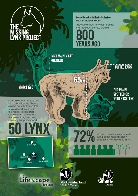 An illustrated graphic showing a lynx in the centre, with a roe deer and rabbit. Fact boxes are around the lynx. Lynx lived wild in Britain for thousands of years and were most likely lovely during the medieval period around 800 years ago. Lynx are about the size of a slim Labrador dog. 72% of questionnaire respondents living in the project area support a lynx reintroduction. Lynx mainly eat roe deer. Our research shows that this project region could currently support around 50 lynx.