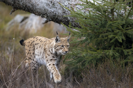 A lynx prowling through a forest, walking underneath a fallen tree