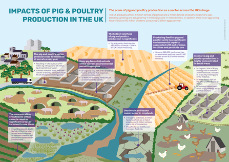 An infographic of pig and poultry farming in the UK. A text version of the infographic is provided underneath.