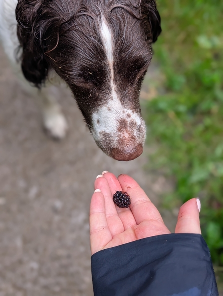 A blackberry in an outstretched hand. A brown and white spaniel is sniffing the blackberry