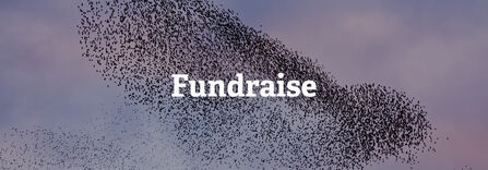 A huge murmuration of starlings filling the sky. Text reads Fundraise