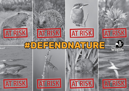 Black and white postcard featured a beaver, hedgehog, kingfisher, flower, dolphin, water vole and Manx shearwater. All have an at risk red stamp across them
