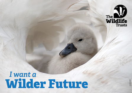 A cygney on its parent's back, tucked safely between its wings. Text reads I want a Wilder Future