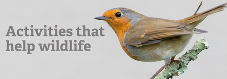 A robin perched on a lichen covered branch. Text reads Activities that help wildlife