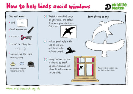 An activity sheet showing a step by step guide to making bird silhouettes out of card to hang in the window. This helps birds to avoid crashing into windows by breaking up the reflections on the glass
