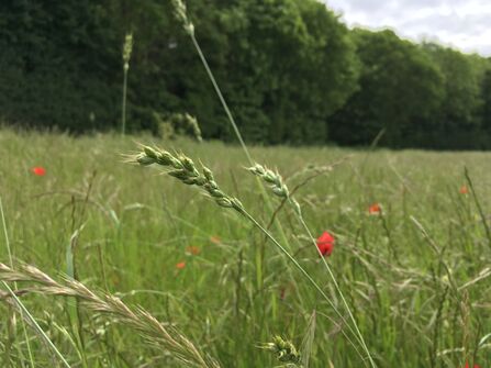The grass, Interrupted Brome, in a field surrounded by poppies