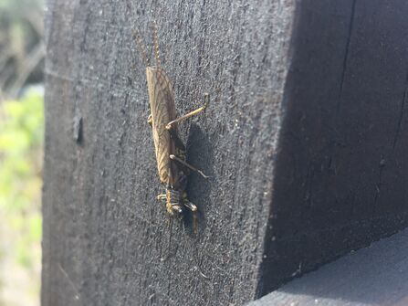 Orange-striped Stonefly
