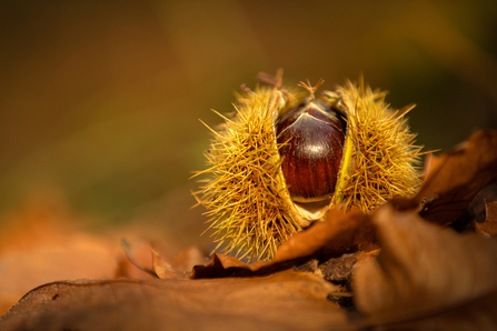 A sweet chestnut lying on the woodland floor, with its spiky exterior split open to reveal the nut inside