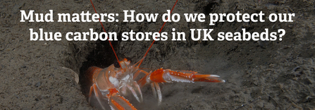 Mud matters: How do we protect our blue carbon stores in UK seabeds?