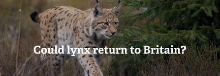 Could lynx return to Britain?