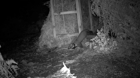 A still from camera trap footage showing a pine marten walking out of its pen as it's released into Exmoor National Park