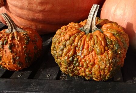 A very ugly pumpkin