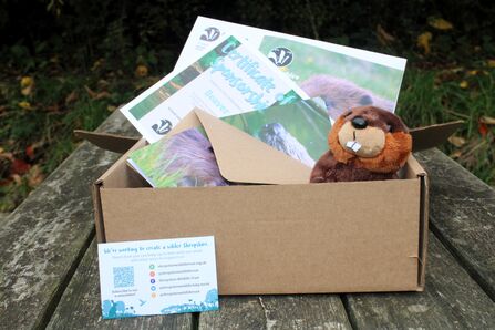 box containing paperwork and a stuffed beaver