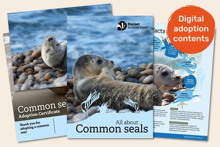 Materials about seals included in the adoption pack